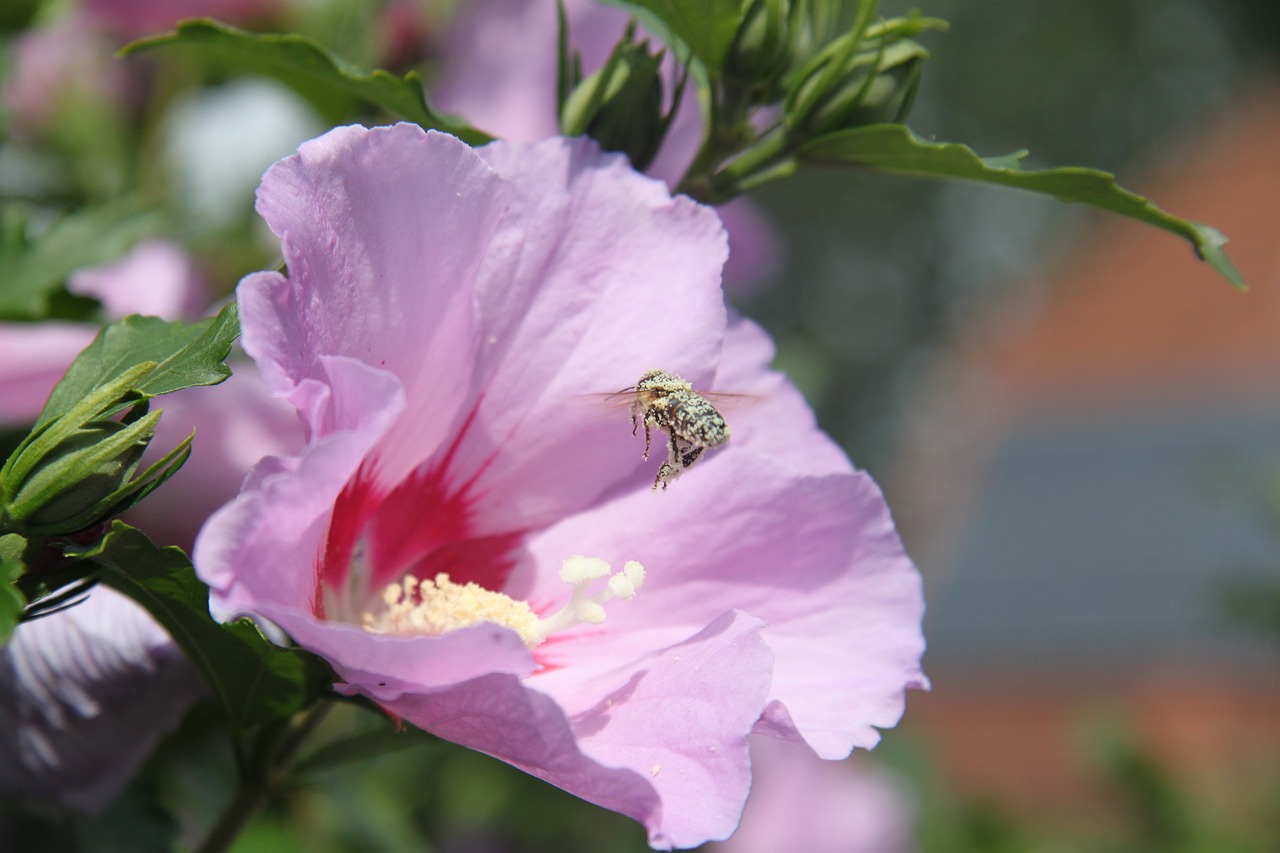 The Impacts of Pesticides on Biodiversity and Health